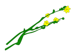 ⚫︎ Ann Pajuväli