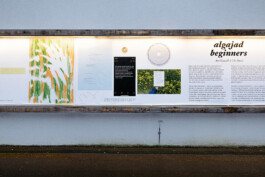 ⚫︎ Ann Pajuväli