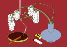 ⚫︎ Ann Pajuväli